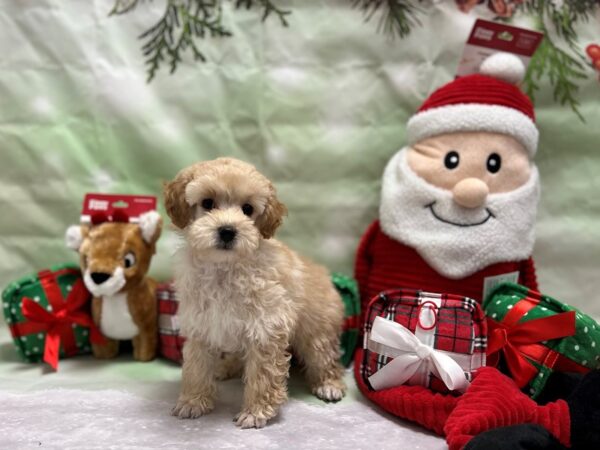 Poodle Dog Male Apricot 25846 Petland Las Vegas, Nevada