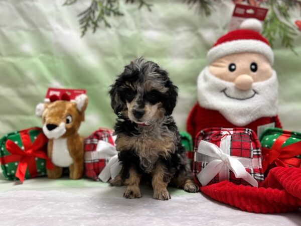 Poodle-Dog-Female-Blue Merle / Tan-25837-Petland Las Vegas, Nevada