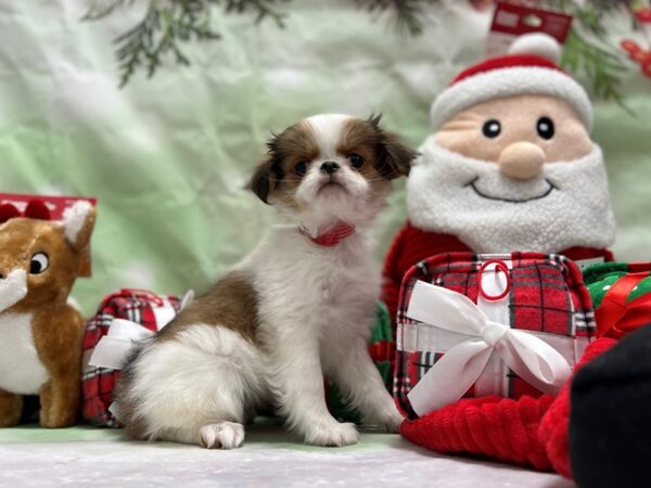 Japanese Chin Dog Female Sable / White 25843 Petland Las Vegas, Nevada