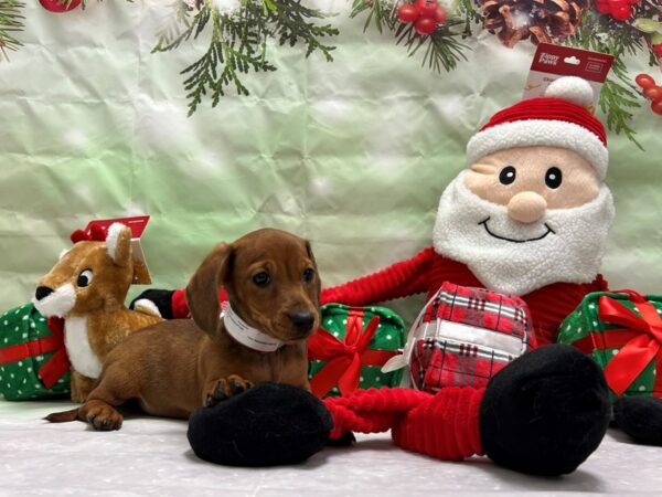 Dachshund Dog Female Red 25827 Petland Las Vegas, Nevada