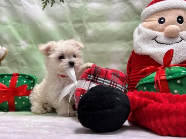 Maltese Dog Female White 25844 Petland Las Vegas, Nevada