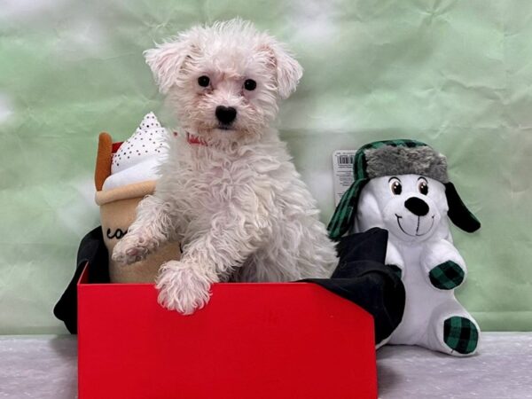 Bichon Frise-Dog-Female-White / Cream-25880-Petland Las Vegas, Nevada