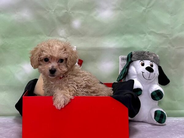 Bichon Frise/Poodle Dog Female Apricot 25879 Petland Las Vegas, Nevada