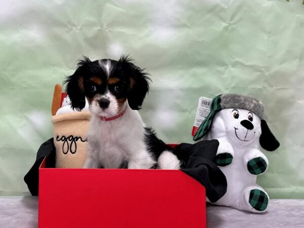 Cavalier King Charles Spaniel Dog Female Black and White 25873 Petland Las Vegas, Nevada