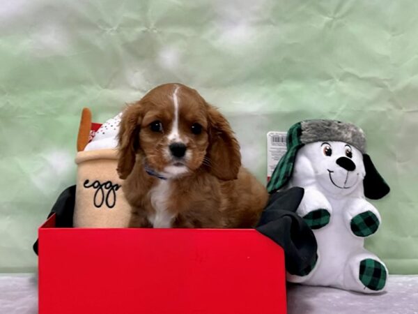 Cavalier King Charles Spaniel Dog Male Ruby 25882 Petland Las Vegas, Nevada