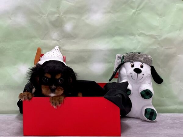 Cavalier King Charles Spaniel Dog Male Black / Tan 25883 Petland Las Vegas, Nevada