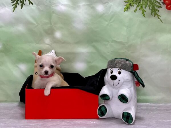 Chihuahua-Dog-Female-Cream-25871-Petland Las Vegas, Nevada