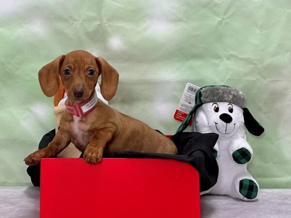 Dachshund Dog Female Red 25867 Petland Las Vegas, Nevada