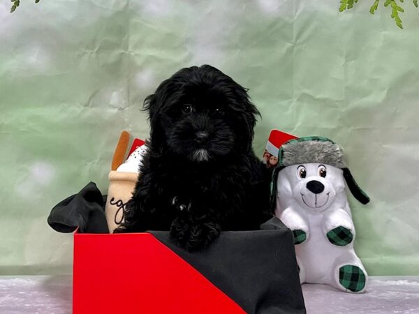 F1b Cockapoo-Dog-Female-Black-25906-Petland Las Vegas, Nevada