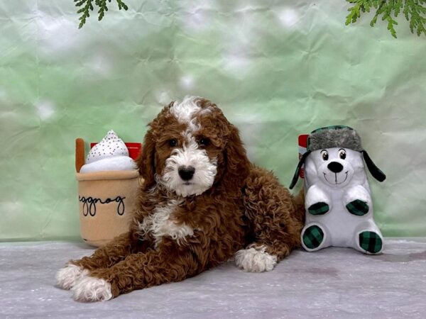 F1B Mini Bernadoodle-Dog-Female-Red-25901-Petland Las Vegas, Nevada