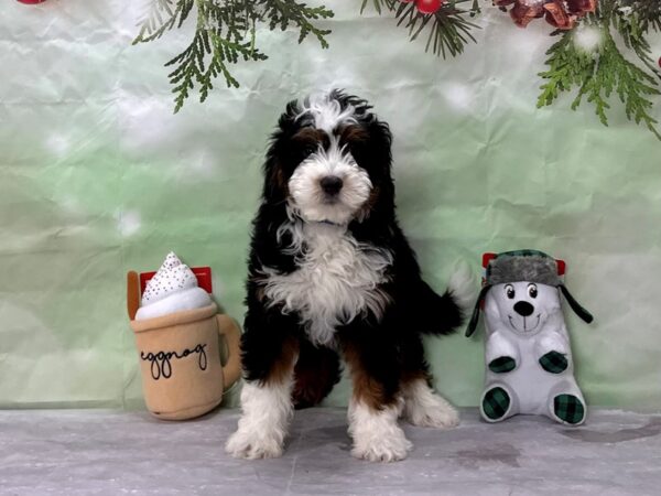 F1B Mini Bernadoodle Dog Male Black / Tan 25902 Petland Las Vegas, Nevada