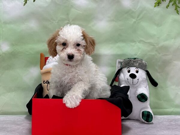 F1B Mini Goldendoodle Dog Female White / Apricot 25905 Petland Las Vegas, Nevada