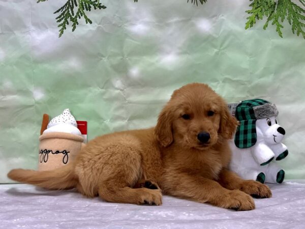 Golden Retriever-Dog-Male-Dark Golden-25868-Petland Las Vegas, Nevada