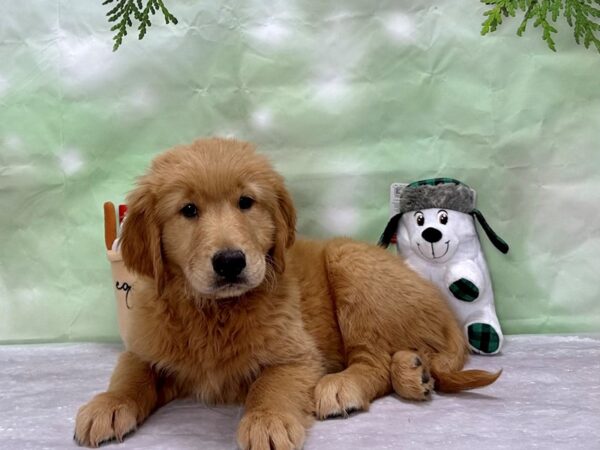 Golden Retriever Dog Male Golden 25910 Petland Las Vegas, Nevada