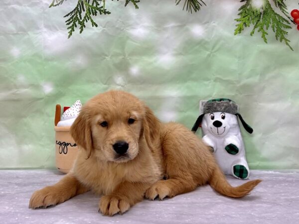 Golden Retriever-Dog-Female-Golden-25911-Petland Las Vegas, Nevada