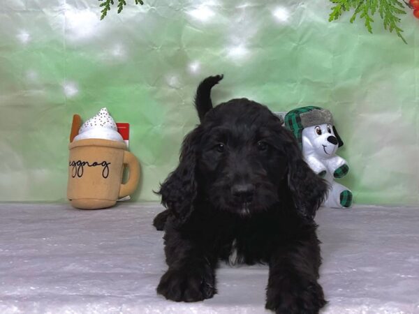 Golden Retriever/Standard Poodle Dog Male Black 25858 Petland Las Vegas, Nevada