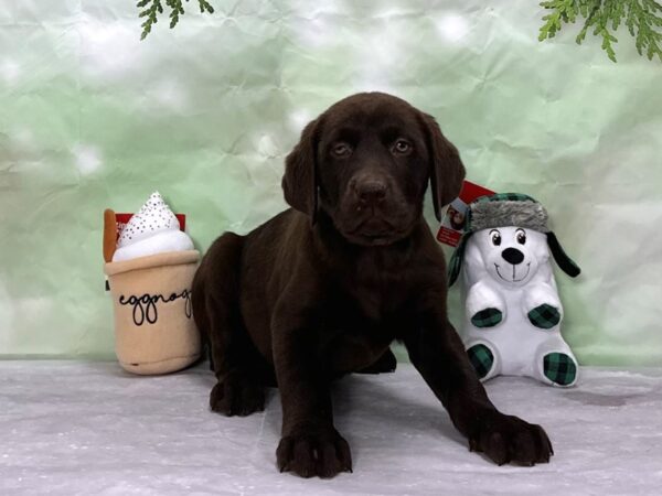 Labrador Retriever-Dog-Female-Chocolate-25894-Petland Las Vegas, Nevada