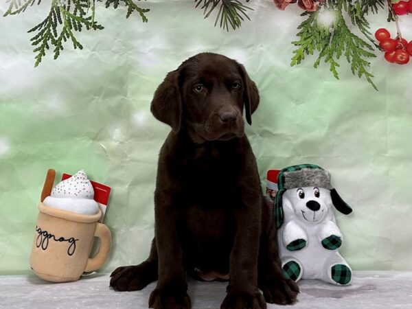 Labrador Retriever Dog Female Chocolate 25895 Petland Las Vegas, Nevada