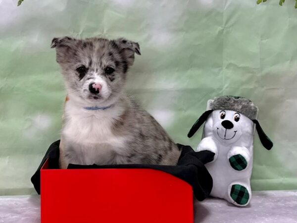 Pembroke Welsh Corgi/Pomeranian-Dog-Male-Blue Merle-25899-Petland Las Vegas, Nevada