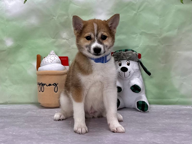 Shiba Inu Pomeranian Mix