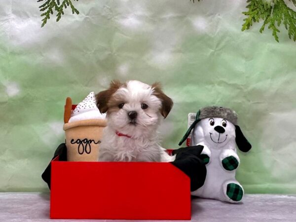 Shih Tzu Dog Female White / Red 25889 Petland Las Vegas, Nevada