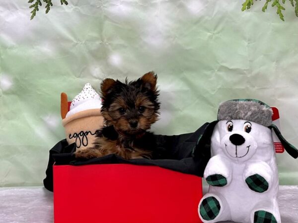 Yorkshire Terrier Dog Female Black and Tan 25863 Petland Las Vegas, Nevada