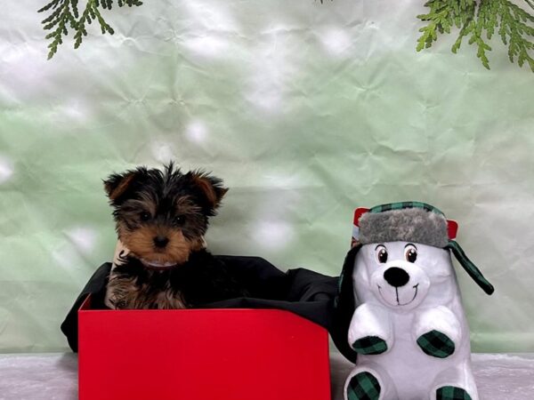 Yorkshire Terrier Dog Female Black and Tan 25862 Petland Las Vegas, Nevada