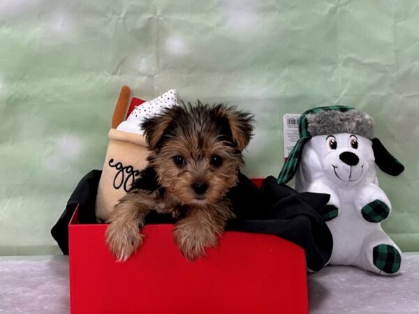 Yorkshire Terrier Dog Female Black / Tan 25891 Petland Las Vegas, Nevada