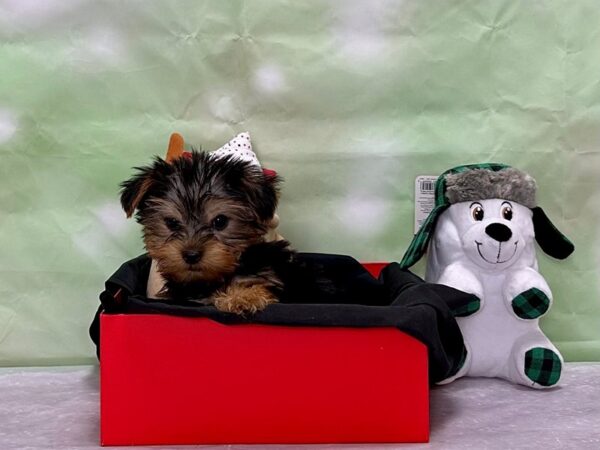 Yorkshire Terrier Dog Male Black / Tan 25892 Petland Las Vegas, Nevada