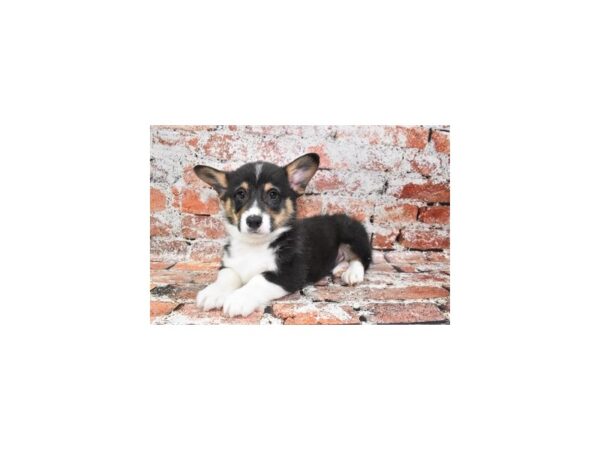 Pembroke Welsh Corgi Dog Male Black and Tan 25942 Petland Las Vegas, Nevada