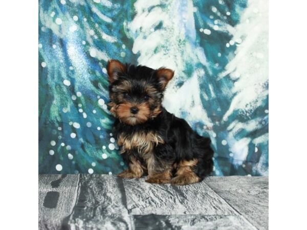 Yorkshire Terrier Dog Female Black / Tan 25924 Petland Las Vegas, Nevada