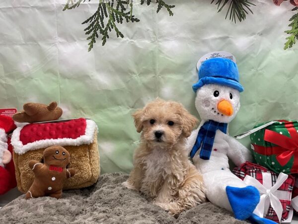 Bichon Frise/Poodle Dog Female Apricot 25955 Petland Las Vegas, Nevada