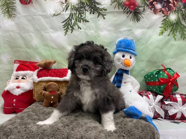 Australian Shepherd/Poodle-Dog-Male-Blue Merle-25933-Petland Las Vegas, Nevada