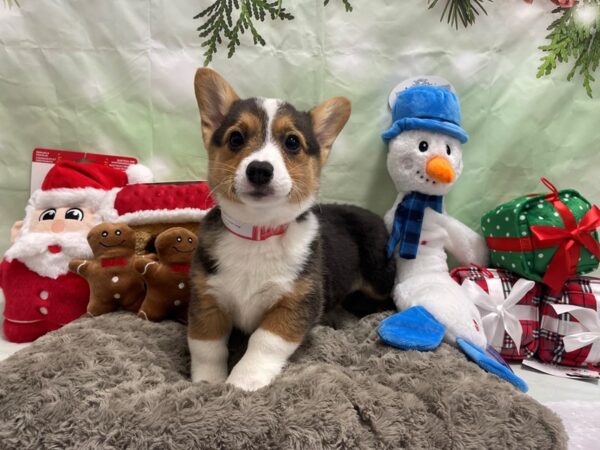 Pembroke Welsh Corgi Dog Female Black White / Tan 25935 Petland Las Vegas, Nevada