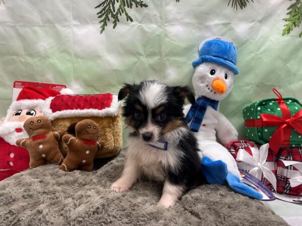 Miniature Australian Shepherd/Toy Australian Shepherd Dog Male Black / Tan 25915 Petland Las Vegas, Nevada