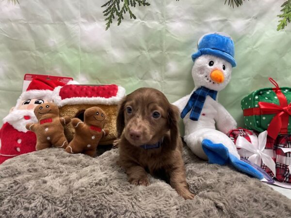 Dachshund Dog Male Chocolate / Tan 25919 Petland Las Vegas, Nevada