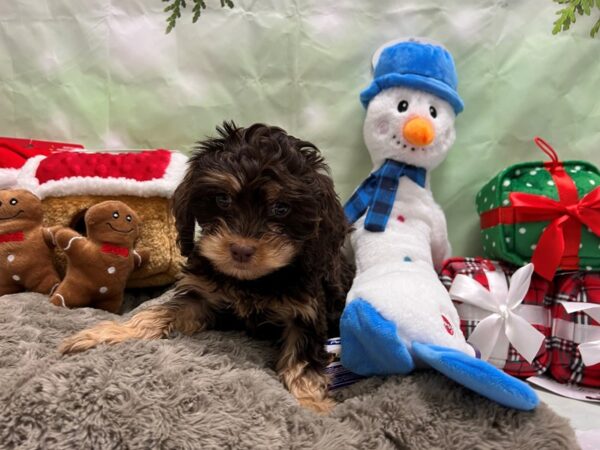 Cavalier King Charles Spaniel/Poodle Dog Female Chocolate / Tan 25930 Petland Las Vegas, Nevada