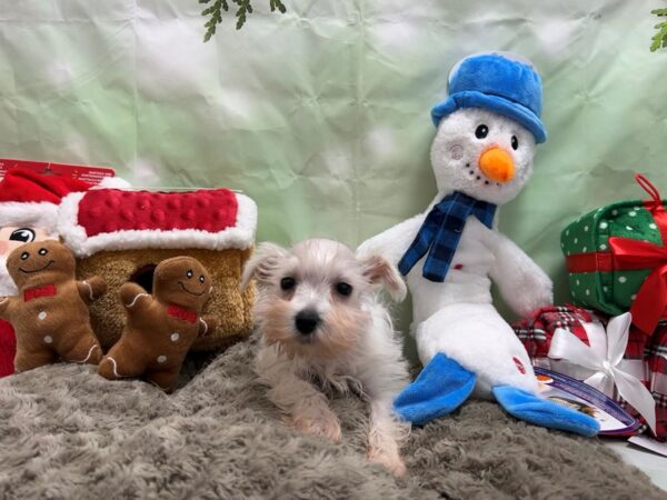 Miniature Schnauzer Dog Female White 25921 Petland Las Vegas, Nevada