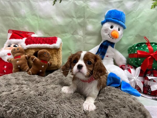 Cavalier King Charles Spaniel Dog Female Blenheim / White 25917 Petland Las Vegas, Nevada