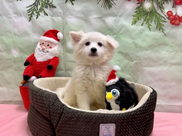 American Eskimo Dog Dog Female White 25953 Petland Las Vegas, Nevada