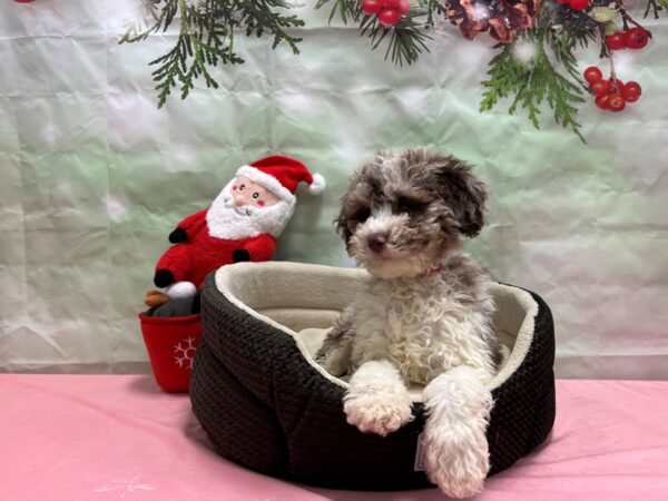 F1B Mini Aussipoo Dog Female Red Merle 25956 Petland Las Vegas, Nevada