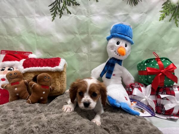 Cavalier King Charles Spaniel Dog Female Blenheim 25938 Petland Las Vegas, Nevada