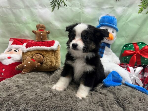 Miniature Australian Shepherd Dog Female Black White and Brown 25949 Petland Las Vegas, Nevada