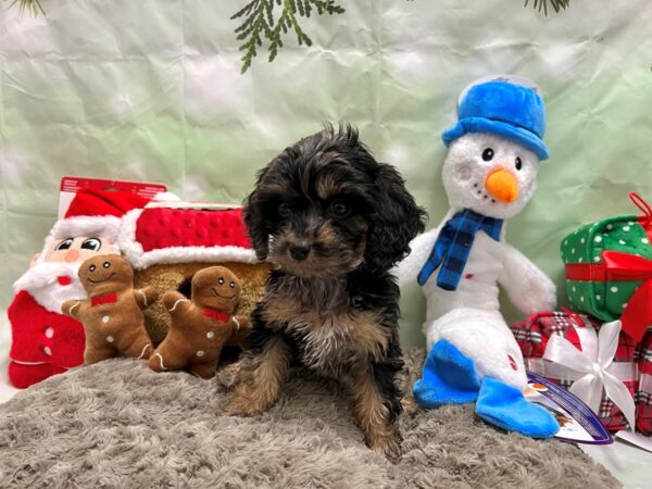 Cavalier King Charles Spaniel/Poodle Dog Male Blue Merle / Tan 25931 Petland Las Vegas, Nevada