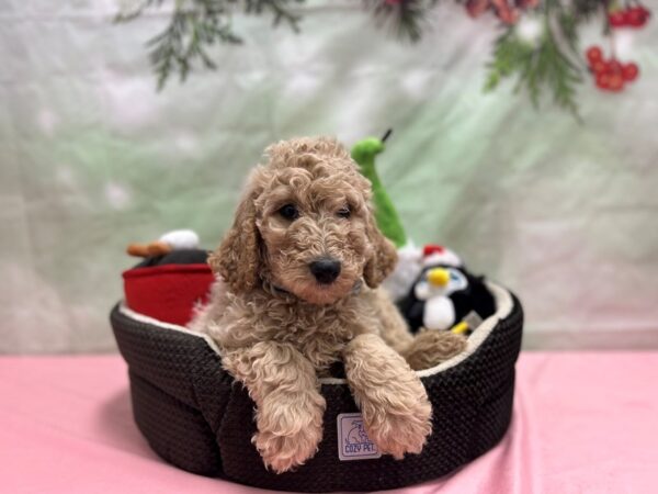 F1B Goldendoodle Dog Male 25959 Petland Las Vegas, Nevada