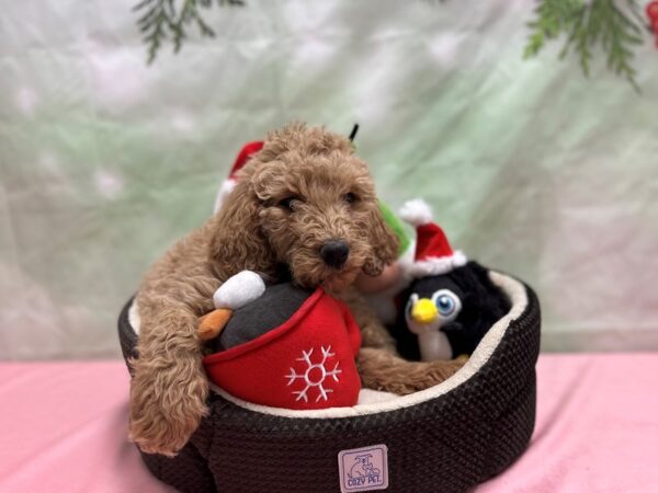 F1B Goldendoodle Dog Female 25961 Petland Las Vegas, Nevada