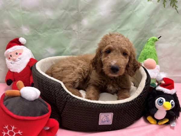 F1B Goldendoodle Dog Female 25960 Petland Las Vegas, Nevada