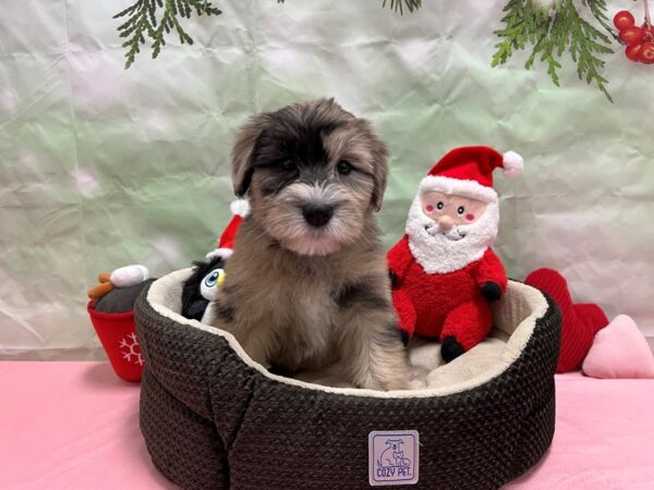 Poodle/Soft Coated Wheaten Terrier Dog Female Purple Merle 25926 Petland Las Vegas, Nevada