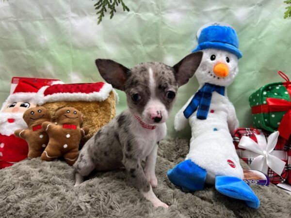 Chihuahua Dog Female Blue Merle / Tan 25918 Petland Las Vegas, Nevada