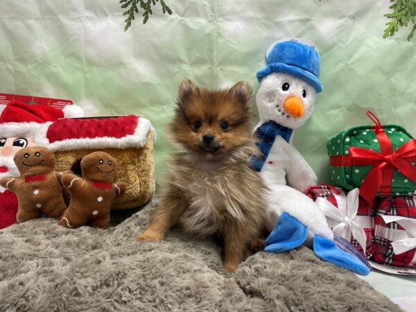 Pomeranian Dog Male Red Sable 25936 Petland Las Vegas, Nevada